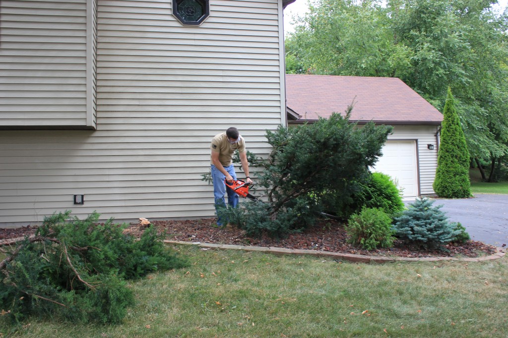 Cutting down the second bush in the front yard.