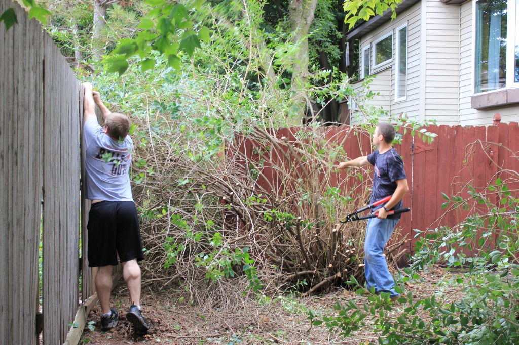 Taken more than an hour later.  They've made remarkable progress!  Mike is reaching to pull a branch that had grown through the neighbor's fence.